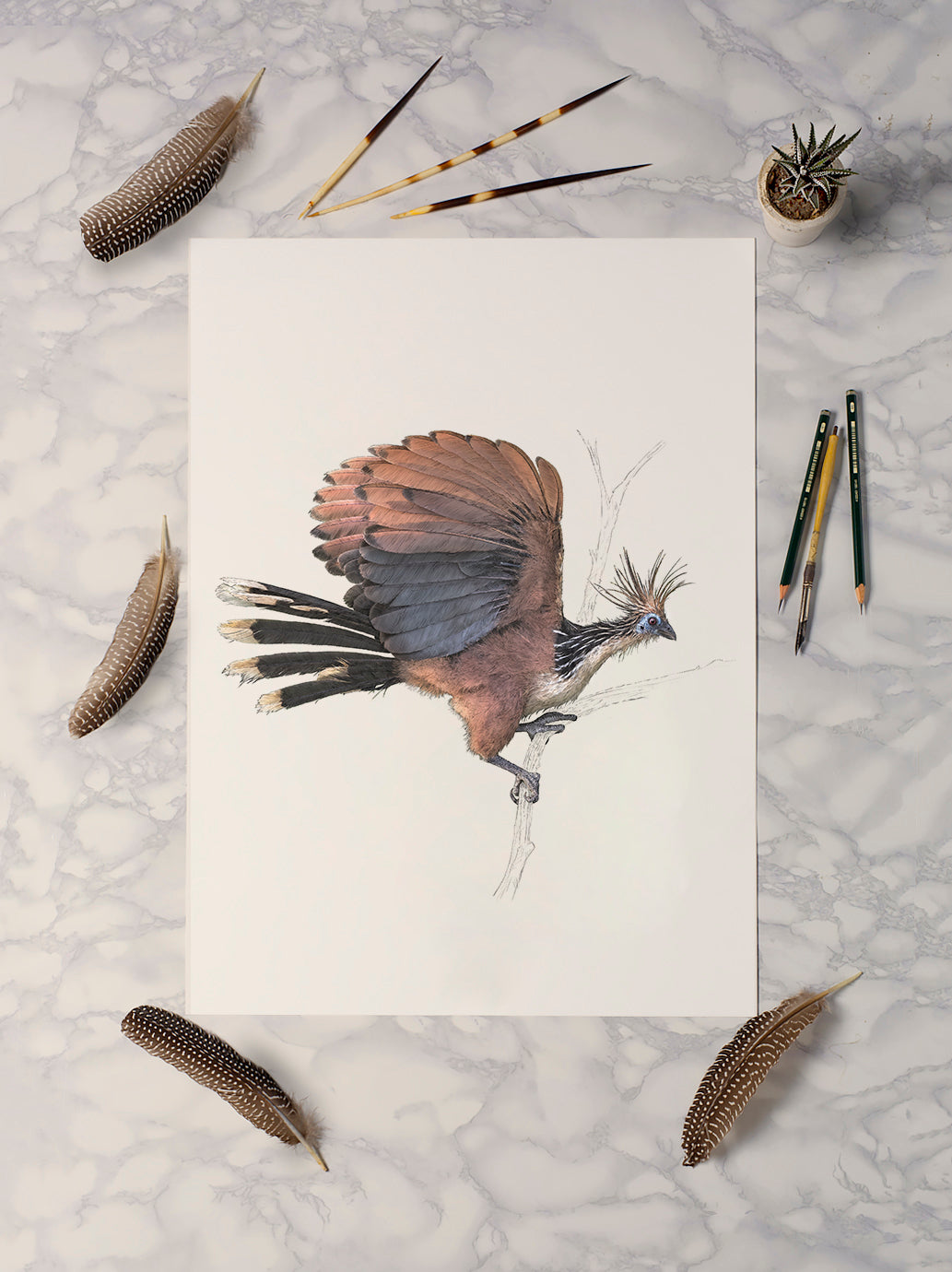 Hoatzin