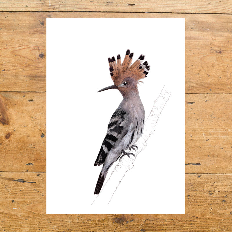 Hoopoe