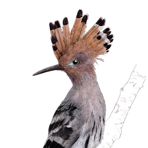 Hoopoe