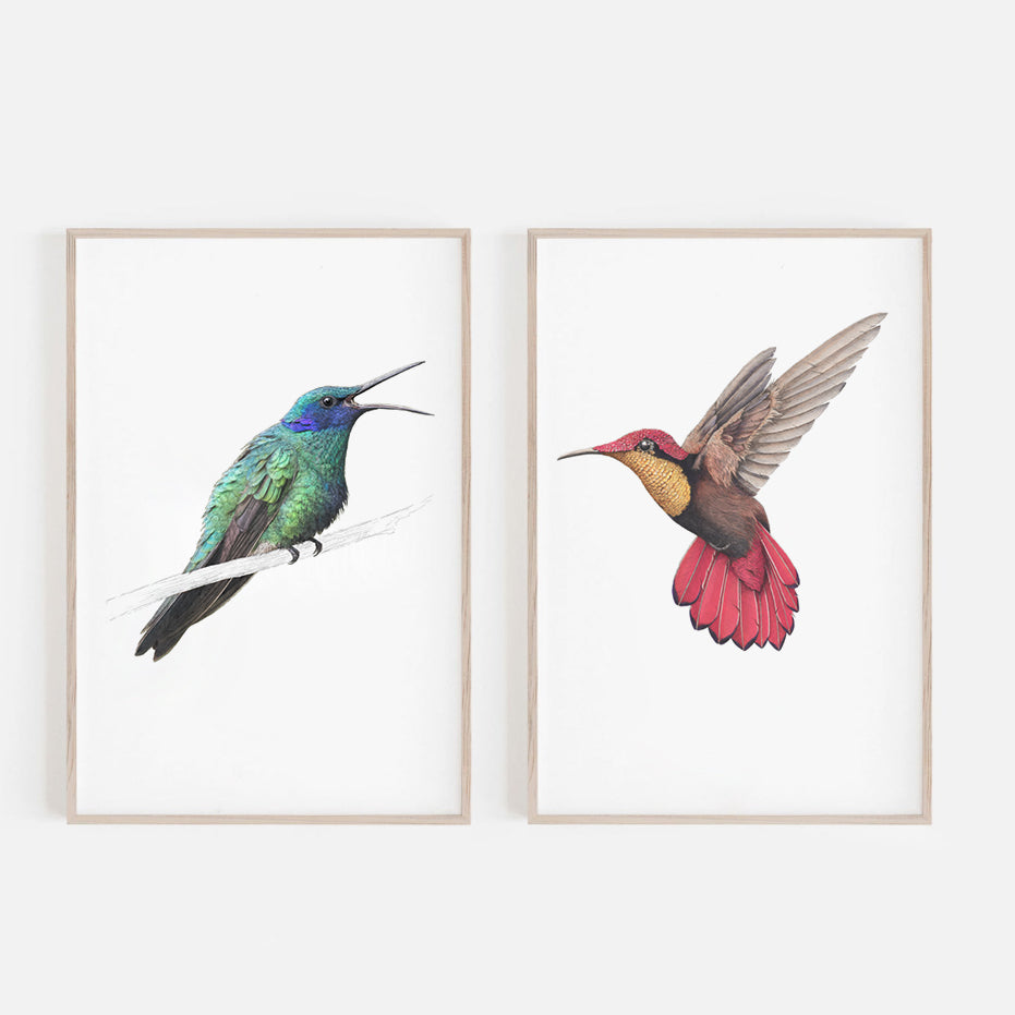 Sparkling Violetear Hummingbird – Ben Rothery