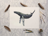 Humpback Whale