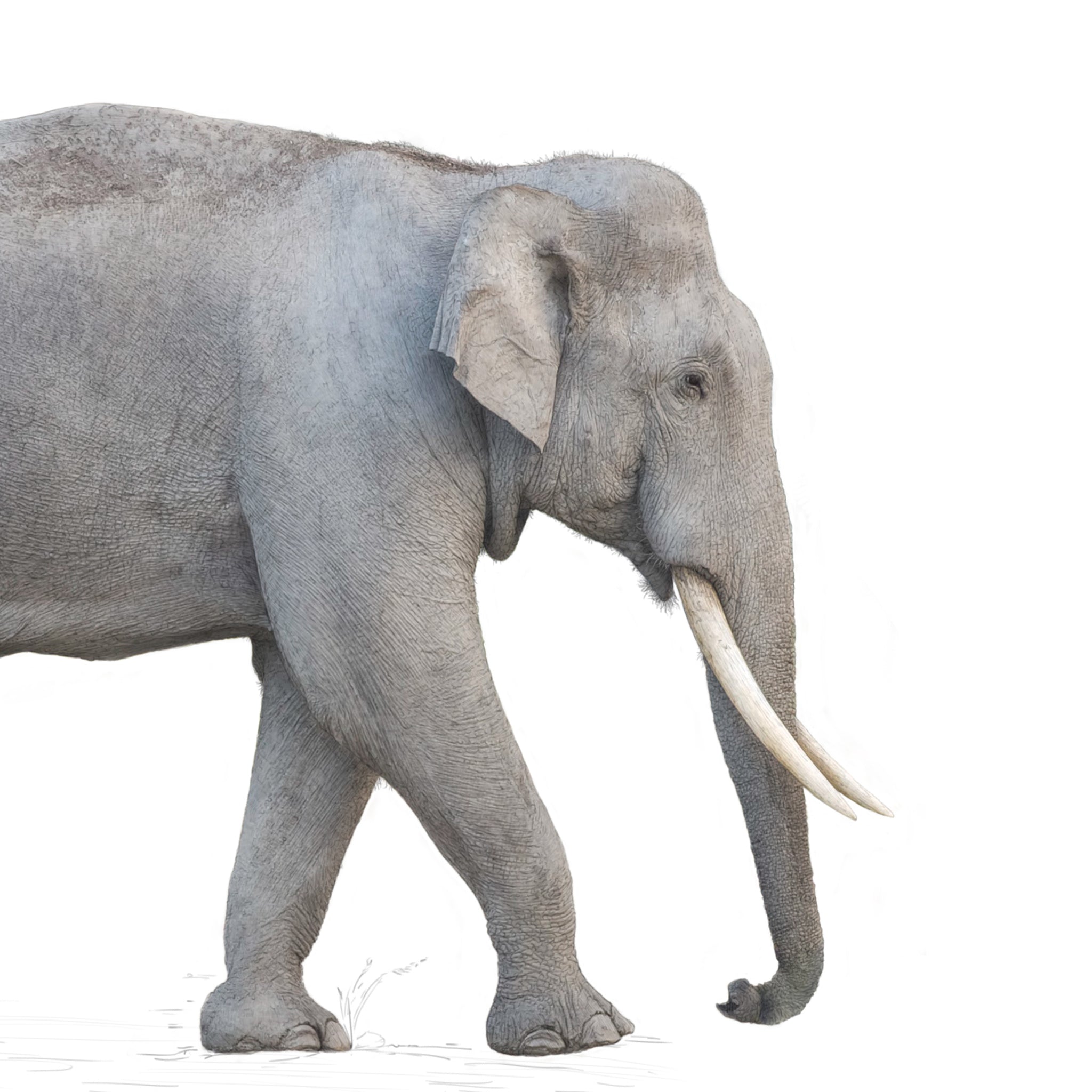 Indian Elephant