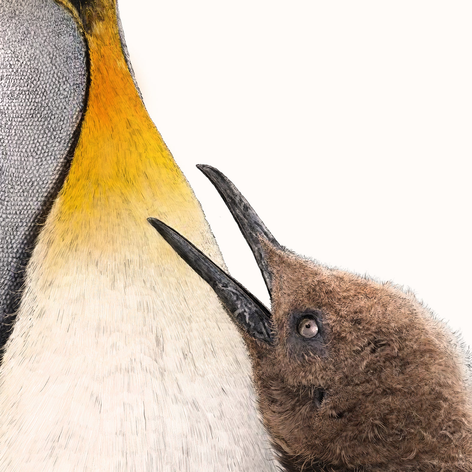 King Penguins