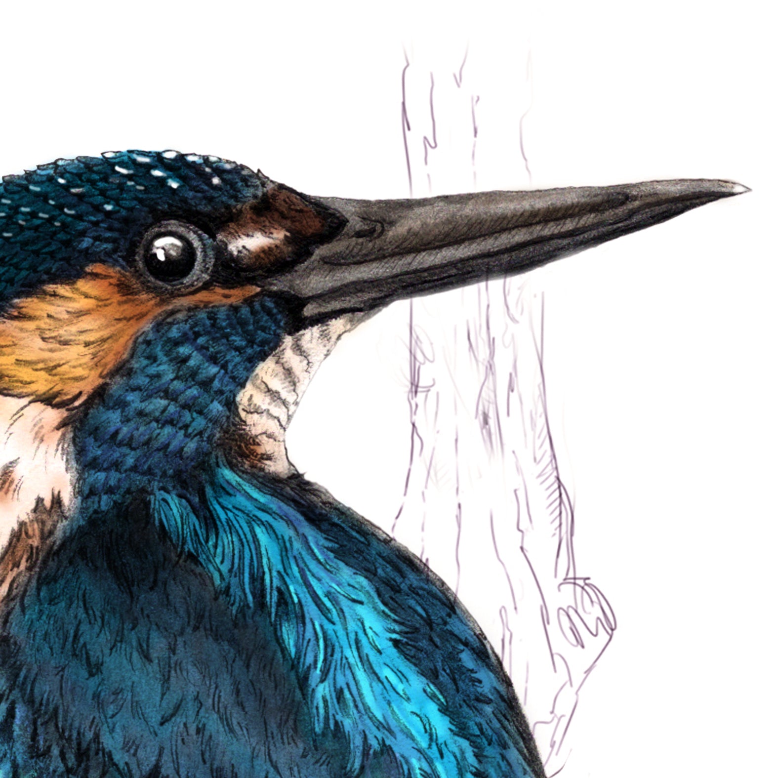 Kingfisher