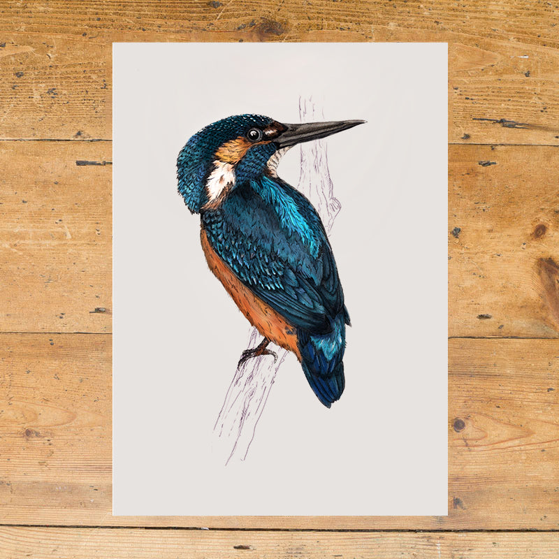 Kingfisher