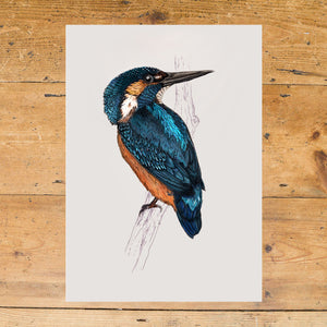 Kingfisher