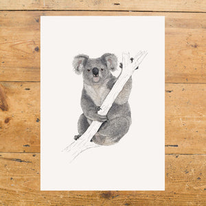 Koala