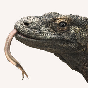 Komodo Dragon