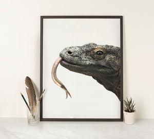 Komodo Dragon