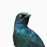 Cape Glossy Starling 1