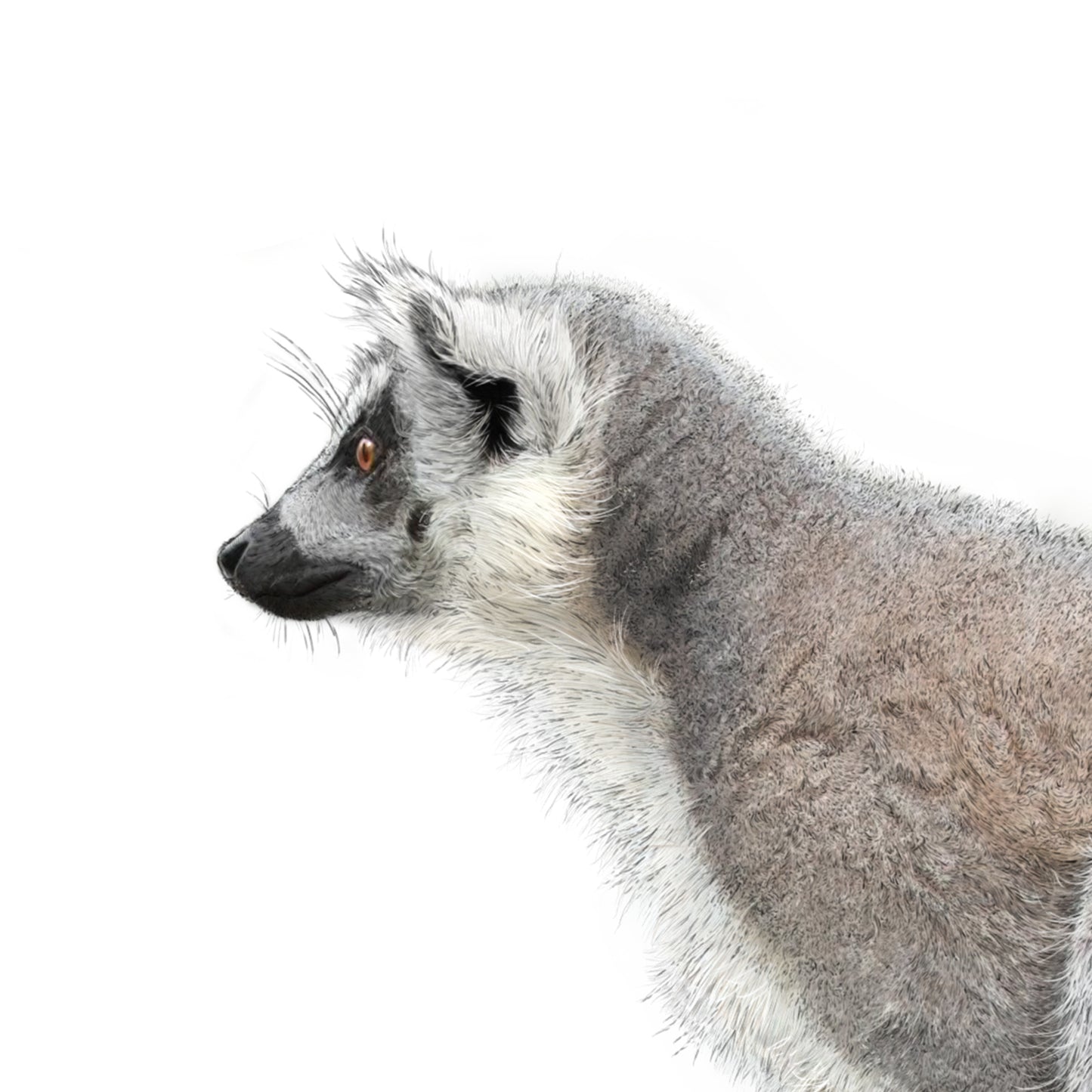 Ring Tailed Lemur