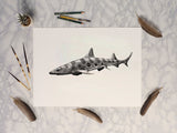 Leopard Shark II