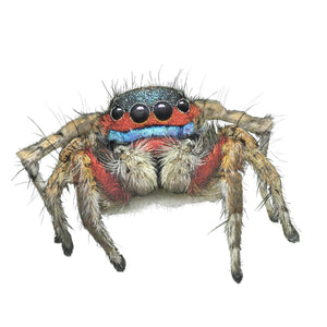 Lessert's Rainbow Spider