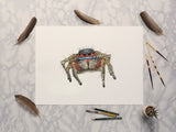 Lessert's Rainbow Spider