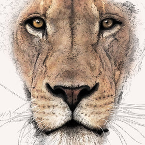 African Lion (Portrait)