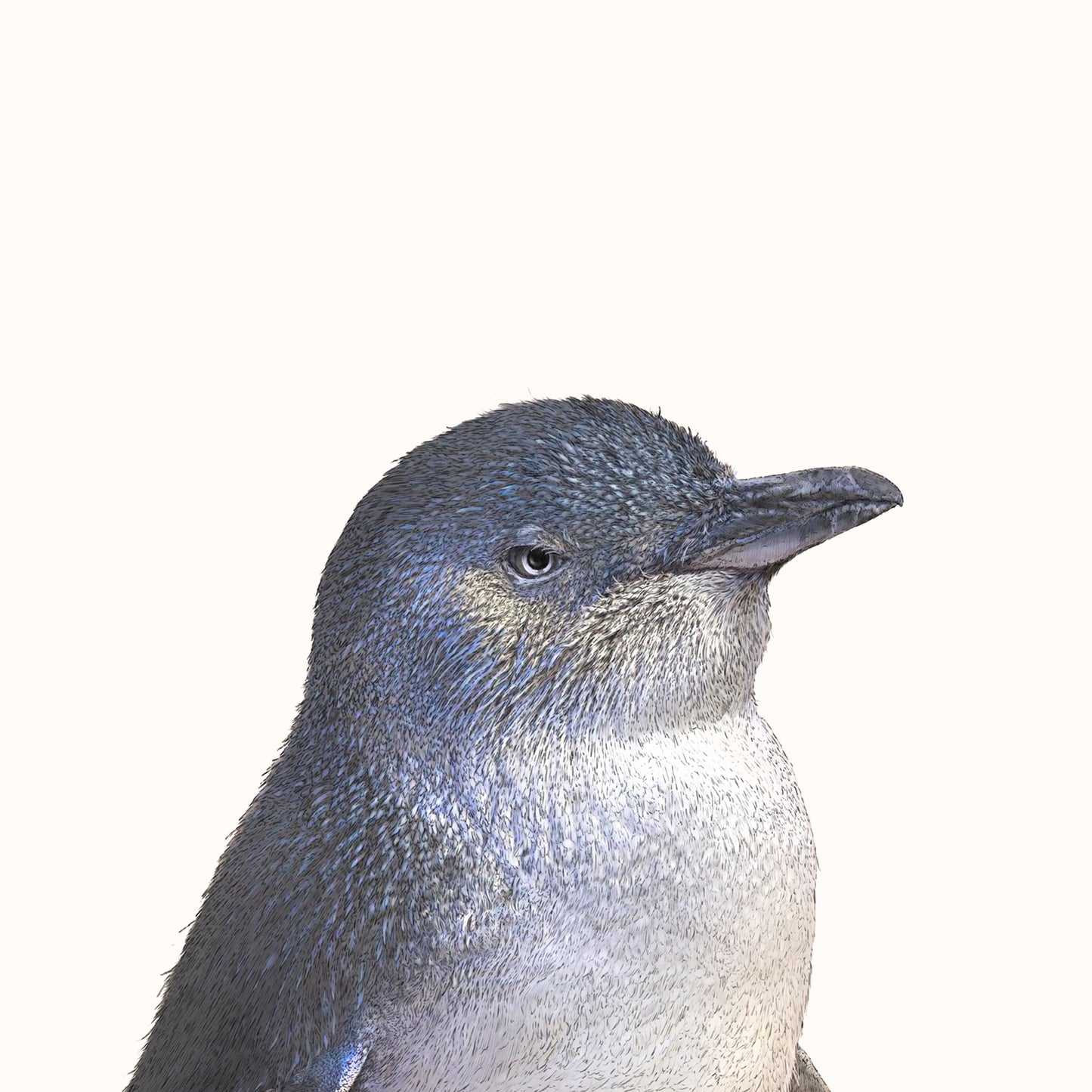 Little Penguin