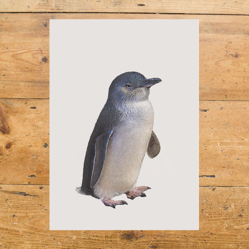 Little Penguin