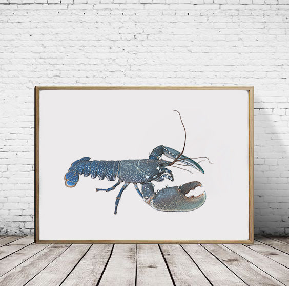 European Lobster