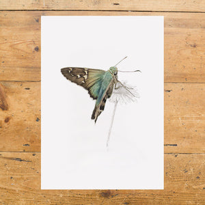 Long Tailed Skipper