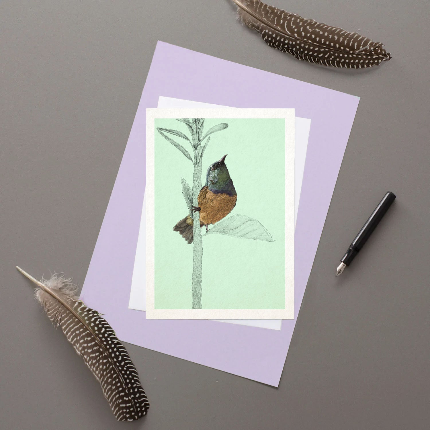 Collared Sunbird - Greeting Card