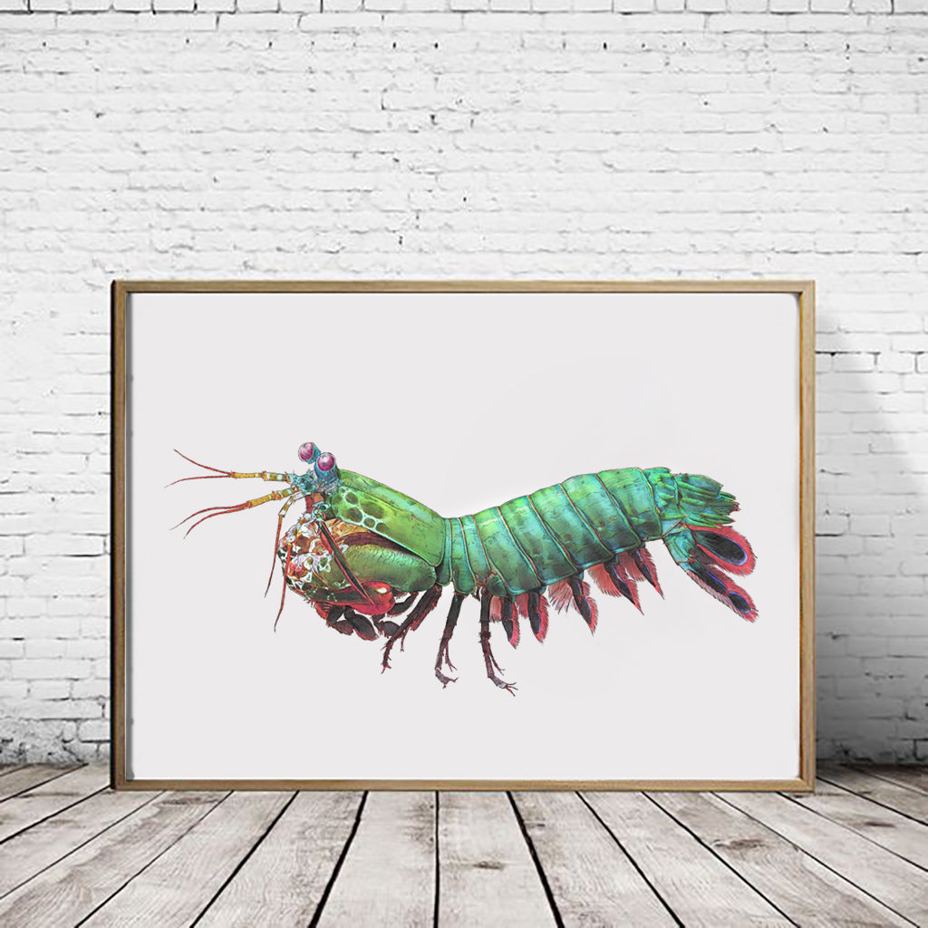 Peacock Mantis Shrimp landscape