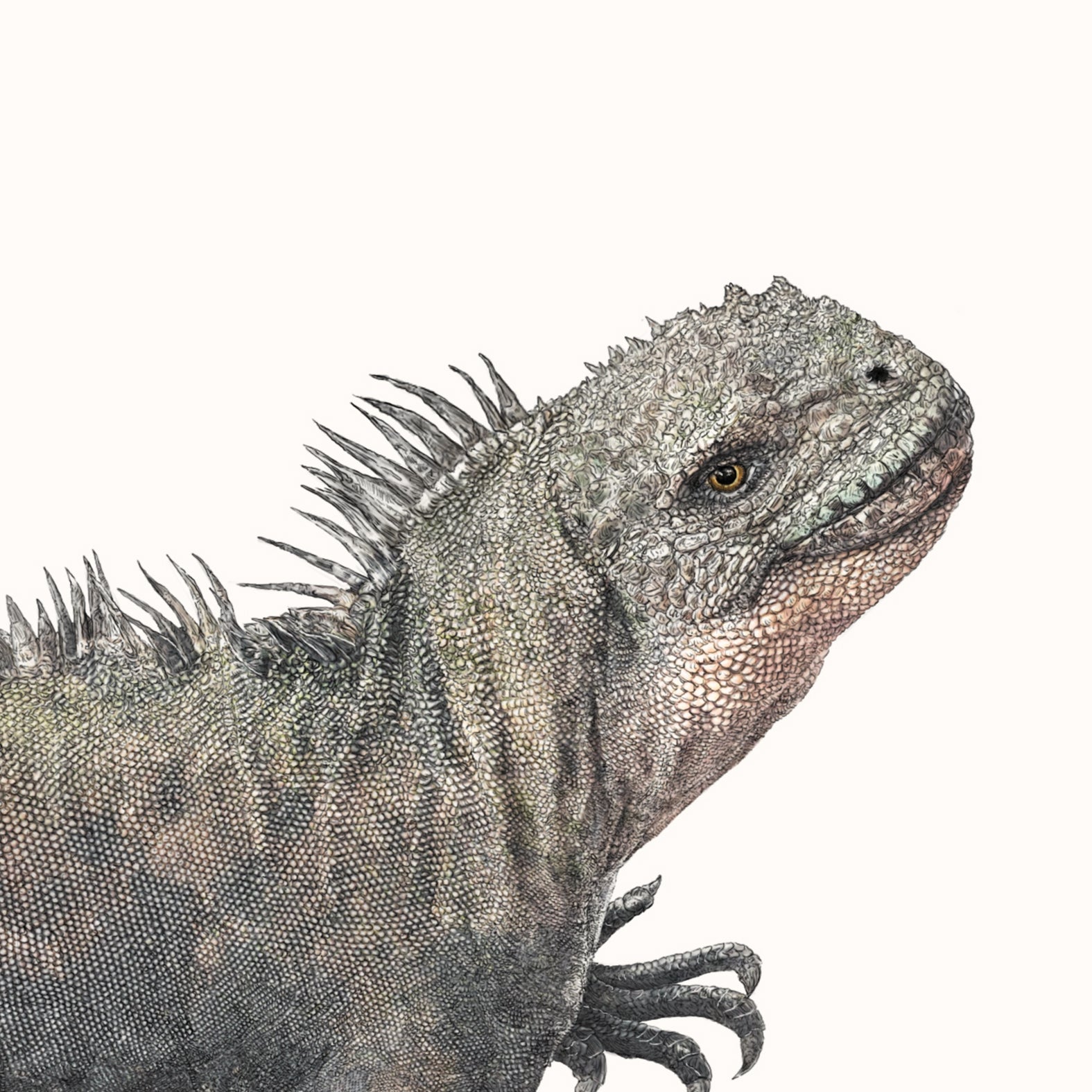 Marine Iguana