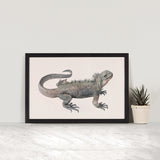 Marine Iguana