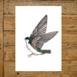 Green Tree Swallow