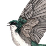 Green Tree Swallow