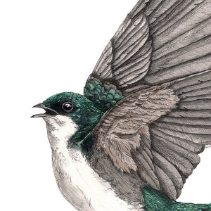Green Tree Swallow