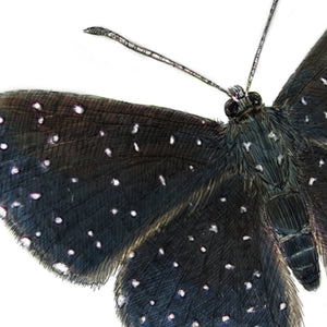 Starry Night Metalmark Butterfly