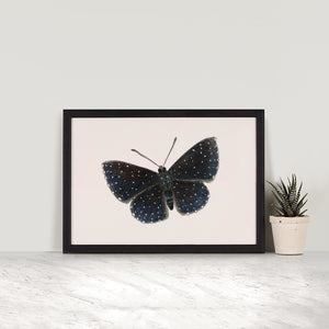 Starry Night Metalmark Butterfly