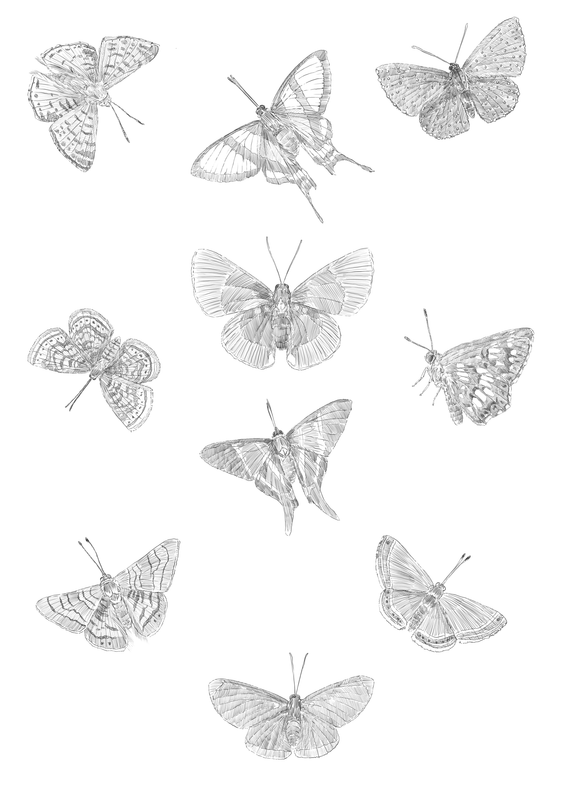 Metalmark Butterflies - Riodinidae