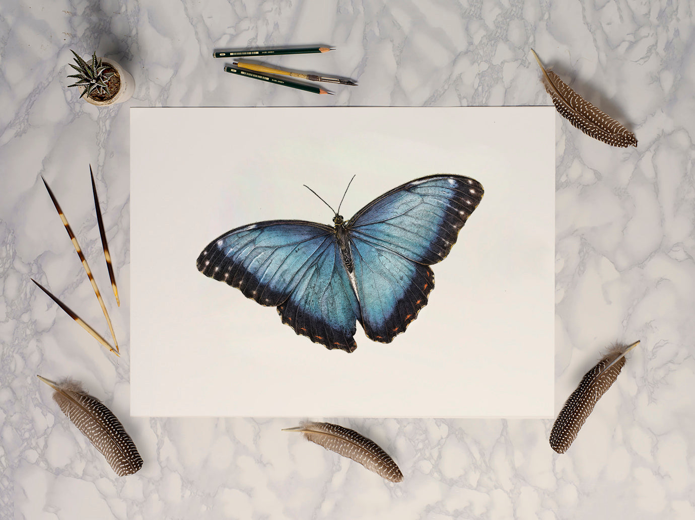 Blue Morpho