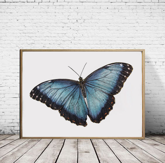 Blue Morpho