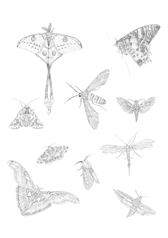 Moths of the world