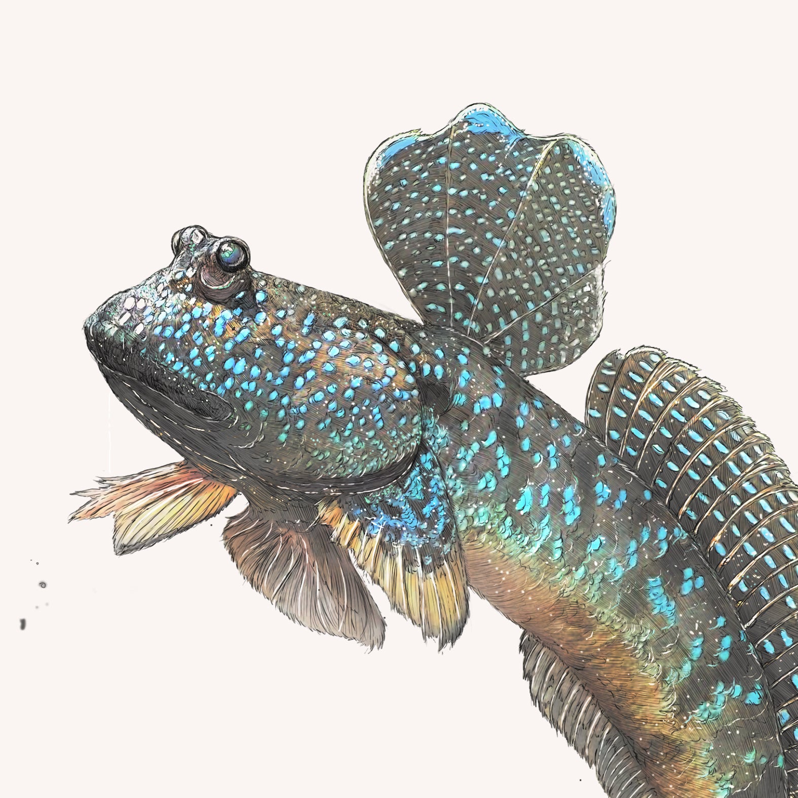 Great Blue Spotted Mudskipper