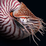 Chambered Nautilus Black edition