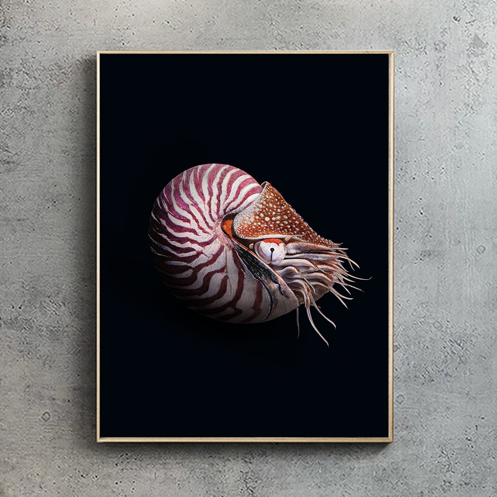 Chambered Nautilus Black edition