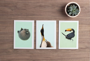 Kingfisher - Greeting Card