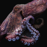 Common Octopus, Black edition.