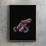 Common Octopus, Black edition.