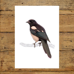 Eurasian Magpie