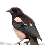 Eurasian Magpie