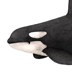 Orca