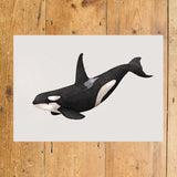 Orca