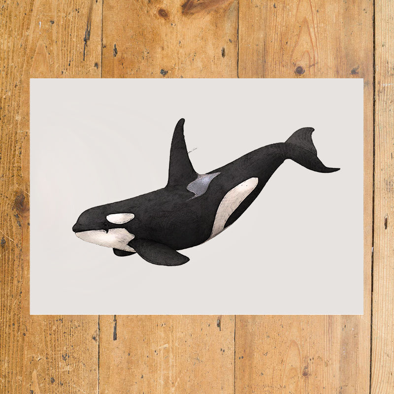 Orca