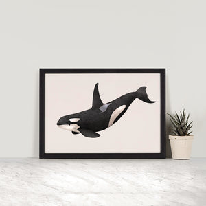 Orca