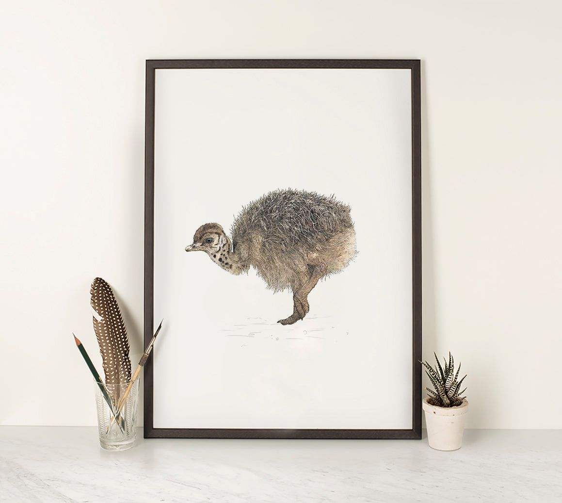 Ostrich Chick