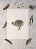 Ostrich Chick